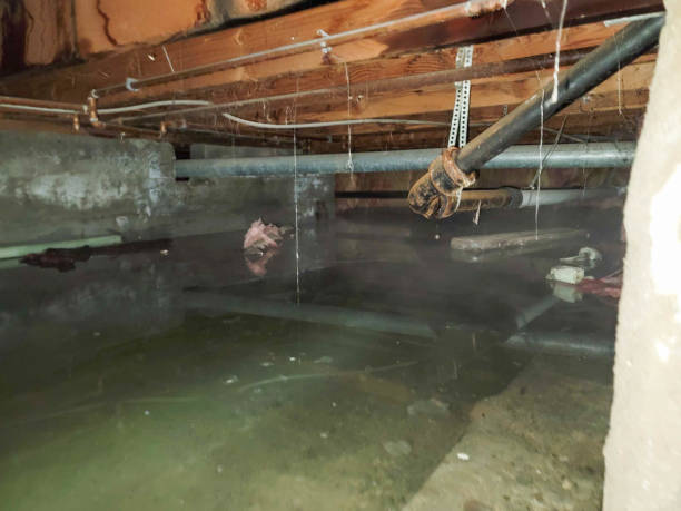 Best Professional water damage repair  in Desoto Lakes, FL
