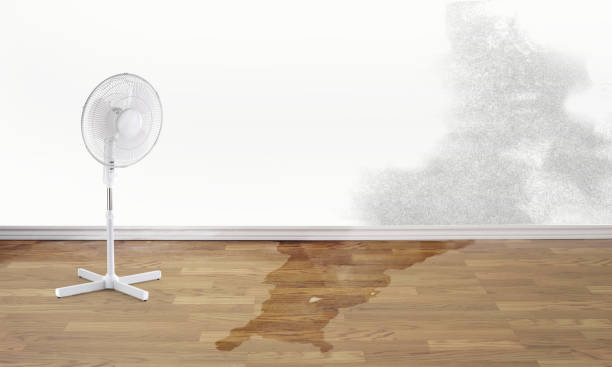 Best Water damage restoration near me  in Desoto Lakes, FL