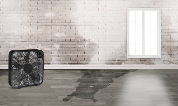 Best Ceiling water damage repair  in Desoto Lakes, FL